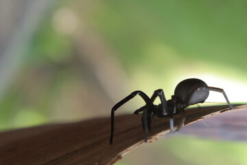 Southern house spider