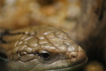 Skink