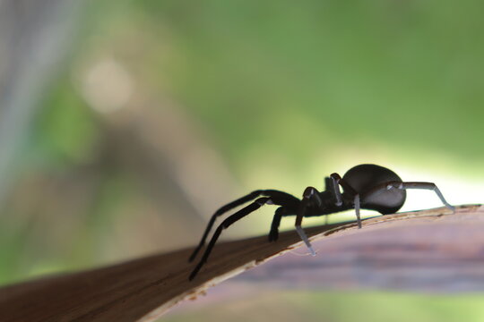 Southern House Spider