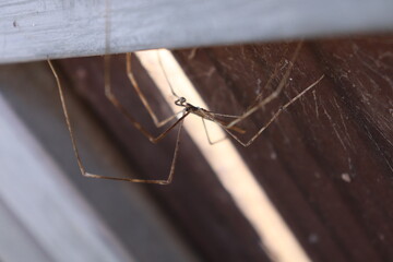 Rufous spider