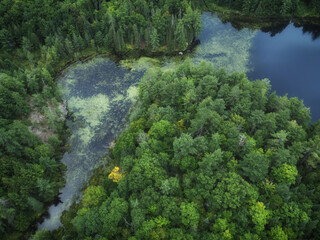 Naklejka na ściany i meble Aerial over expansive wilderness of crown land in Tory Hill, Highlands East, southern Ontario, Canada. A marshy inlet of Buckskin Lake, on an cloudy, late summer afternoon. Lilies, algae, evergreens.