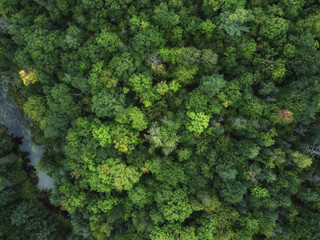 Aerial over crown land wilderness in Tory Hill, Highlands East, Ontario, Canada. Evergreen pine...