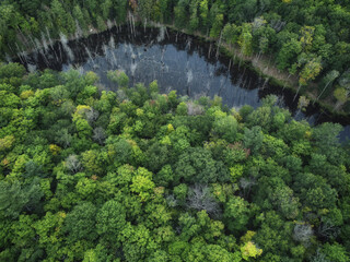 Aerial over crown land wilderness in Tory Hill, Highlands East, Ontario, Canada. A clearing of dead trees and marshy evergreen pine forest near Buckskin Lake, on a cloudy summer afternoon. © Atomazul