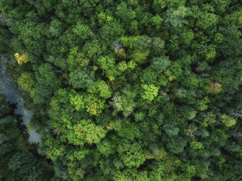 Aerial over crown land wilderness in Tory Hill, Highlands East, Ontario, Canada. Evergreen pine tree forest near Buckskin Lake, on a cloudy, summer afternoon.