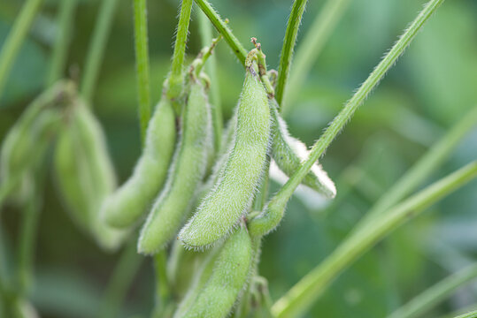 green soybean pods plant detailed in the field