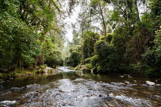 Water rushing over rapids in river in forest - Powered by Adobe