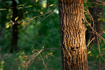 Forest trees. Nature. Green woody sunny background.