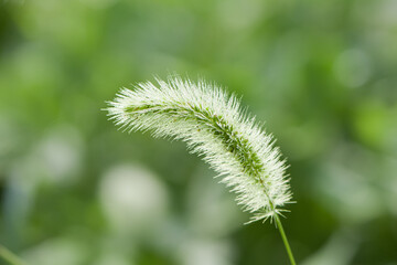 autumn, morning dew drops fell on the green foxtail