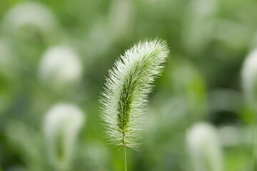 autumn, morning dew drops fell on the green foxtail