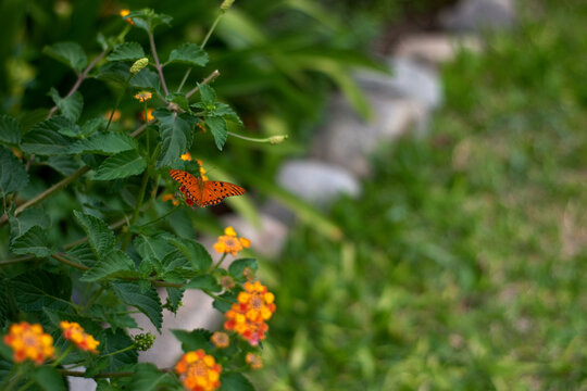 The monarch butterfly on the orange flower garden. horizontal