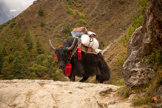 Yak Carrying Load Up The Himalayas.