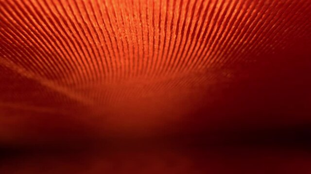 Quickly pushing inside the intricately decorative endpapers of a hard cover book. Bright red and orange color of lines flow and wave as cover ends in nearly horizontal position.
