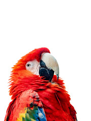 Red Macaw Parrot on white background.