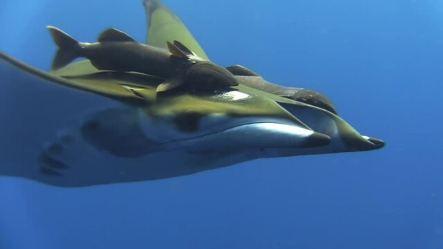 sicklefin devil ray mobula tarapacana with two shark suckers symmetrically attached to its back in blue water,  remora changing position, revealing bald spot on mobula skin, close-up shot side view