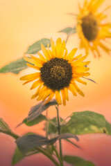 natural background of blooming sunflower with orange sunset sky