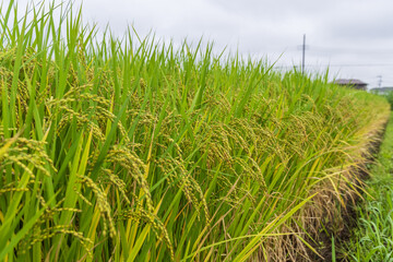 実りつつある水田の稲