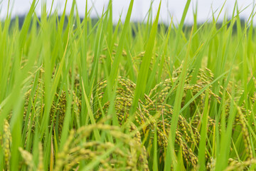 実りつつある水田の稲