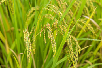 実りつつある水田の稲