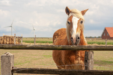 horse in field with wind farm in the background