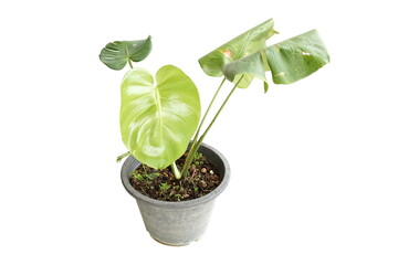 Monstera plant leaves  isolated on white background