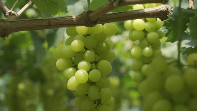 Fresh grapes in the vineyard