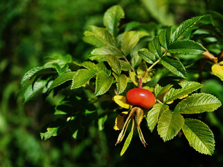 Red rose hip contrasting with green leaves.