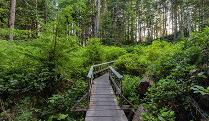 Fototapeta premium Hiking Path to Sandcut Beach in the Vibrant Rainforest and colorful green trees. Located near Victoria, Vancouver Island, British Columbia, Canada.