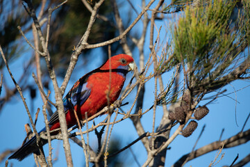 Crimson Rosella. Australian native parrot. Australian fauna. 
