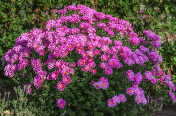 Obraz premium A bush of purple small chrysanthemums in late summer. close-up. Garden autumn chrysanthemums in the garden on a sunny day. Many flowers are lilac with a yellow center. 