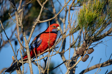 Crimson Rosella. Australian native parrot. Australian fauna. 