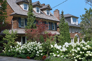 Houses with dormer windows and hedge of white hydrangea bushes