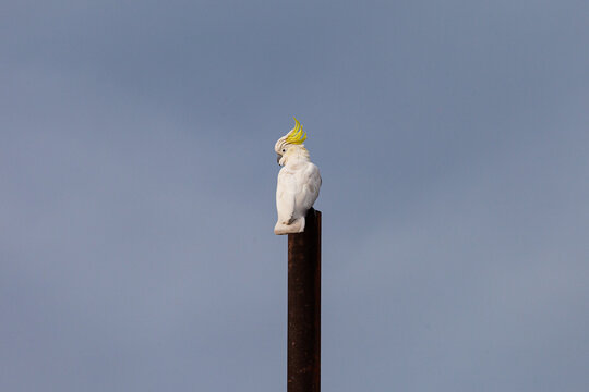 horizontal shot of a Sulphur-crested cockatoo on top of a pole with clear skies in the background