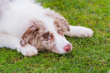 A puppy with floppy eras lying with its chin on the grass looking sad