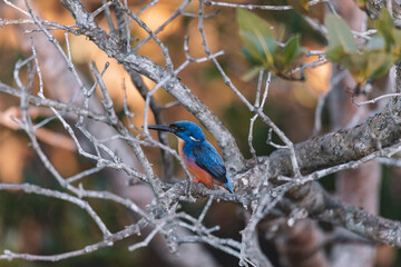 Azure Kingfishers perched on a tree branch watching over the lagoon