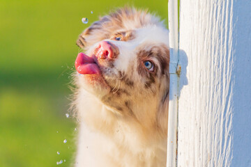 A fluffy puppy with its tongue out trying to catch drips of falling water