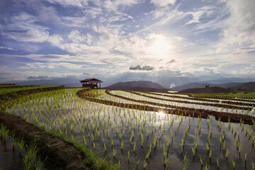 Terraced Paddy Field in Mae-Jam Village , Chaingmai Province , Thailand,Beautiful scenery during sunset of the Pa Pong Piang rice terraces at Mae-Jam,Chaingmai Province in Thailand.