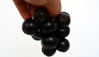 Gowok fruit or Syzygium polycephalum on white background. Commonly known as kupa or kepa in Indonesia. 