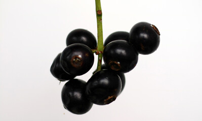 Gowok fruit or Syzygium polycephalum on white background. Commonly known as kupa or kepa in Indonesia. 