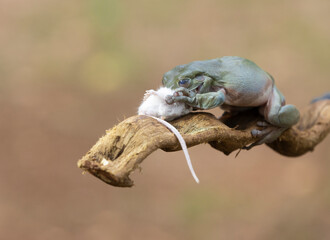 Big Bufo frog predator  swallow a tiny mouse as his prey.