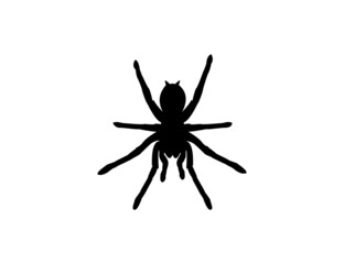 Silhouette of a tarantula spider on a white background. Animal clipart vector design illustration. - obrazy, fototapety, plakaty