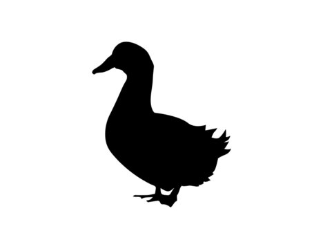 Silhouette of cute duck or goose on white background. Anima clipart vector illustration design