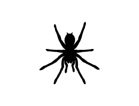 Silhouette of a tarantula spider on a white background. Animal clipart vector design illustration.