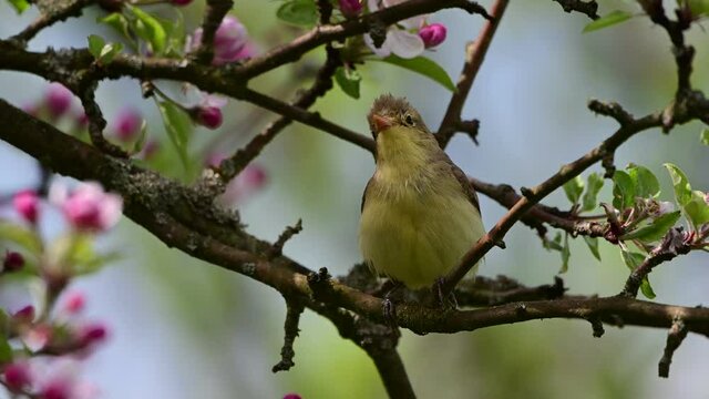 Singing bird. The icterine warbler (Hippolais icterina) is an Old World warbler in the tree warbler genus Hippolais.