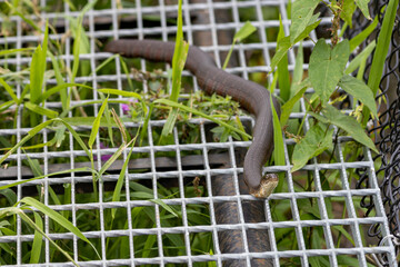 Water snake on steel grated bridge