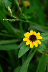 Flor amarilla 2