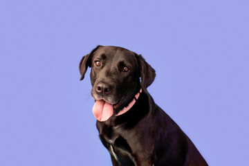 Black Labrador retriever in front of a purple backdrop 