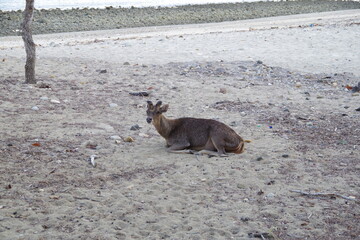 インドネシア　世界遺産コモド国立公園　コモド島の鹿
