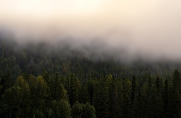 Misty Clouds Over A Banff Forest