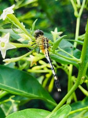 dragonfly on leaf