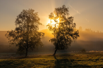 Fototapeta na wymiar Lichtstimmung Sonnenaufgang in Nebelstimmung Baumgruppe